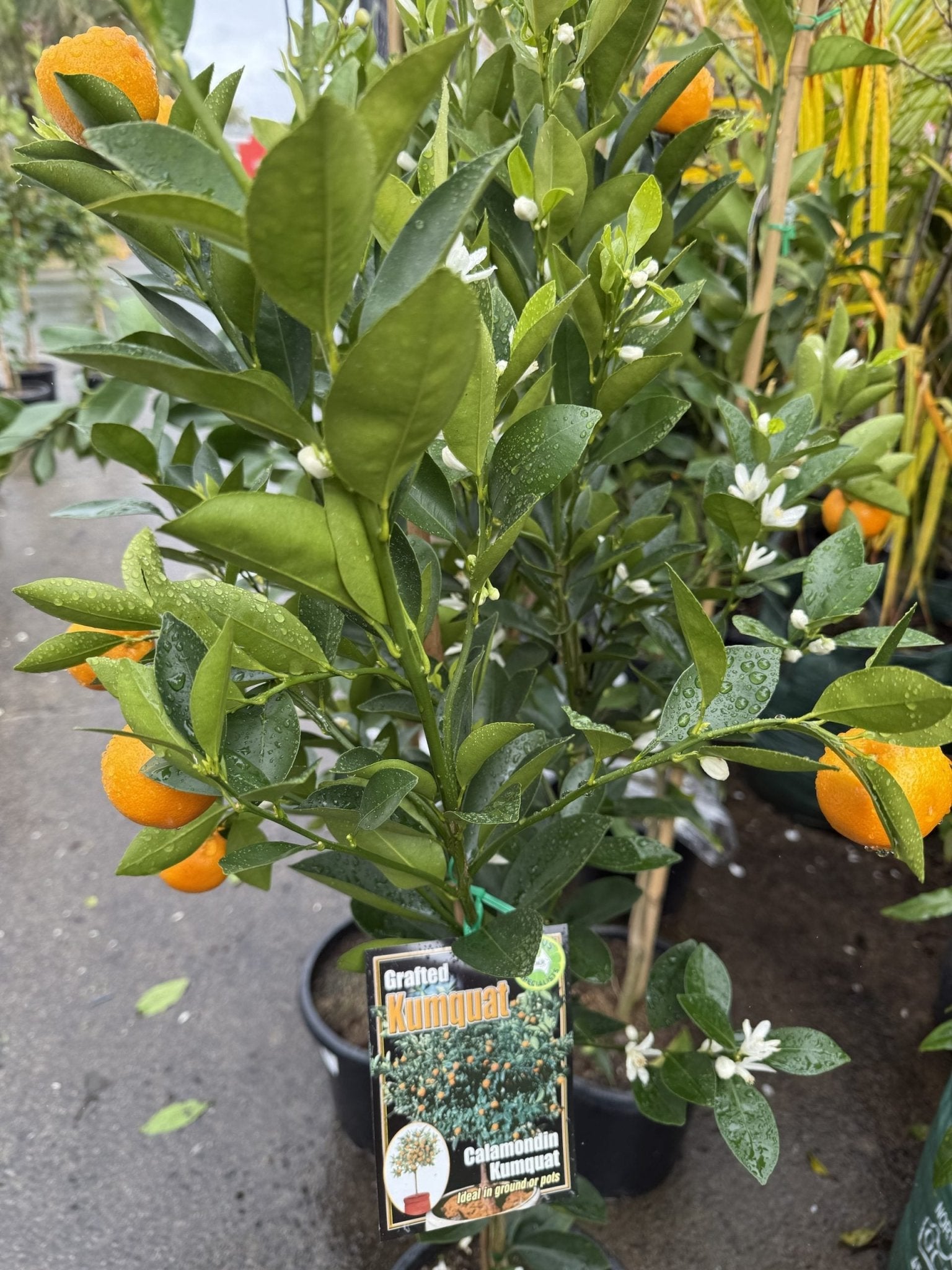 Cumquat Calamondin 300mm pot (Pickup Only) - Ladybird Nursery