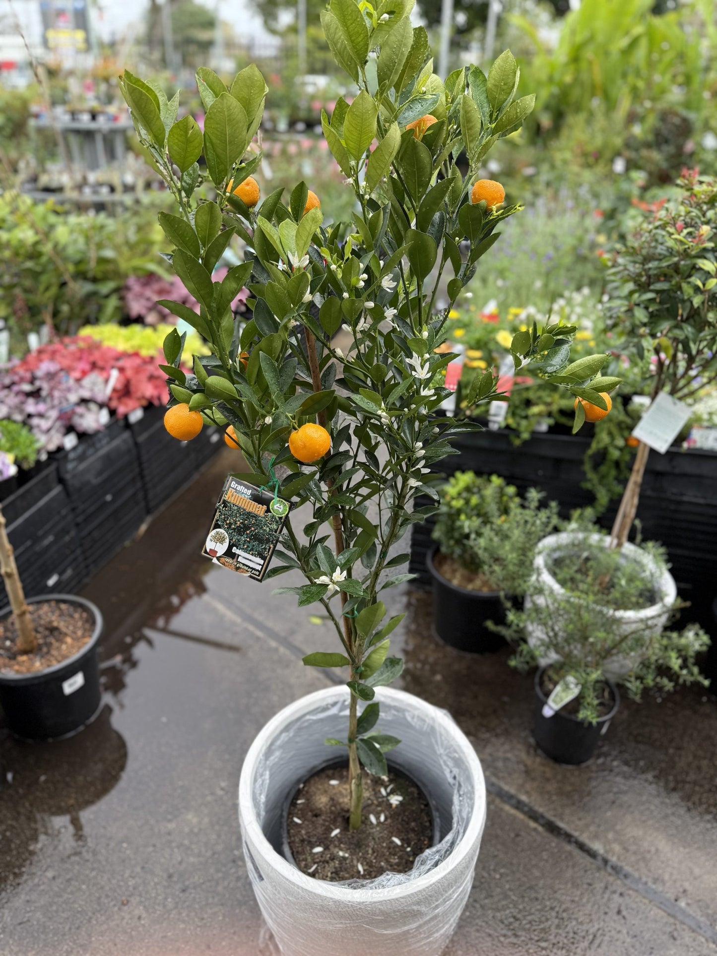 Cumquat Calamondin 300mm pot (QLD Only) (Pickup Only)