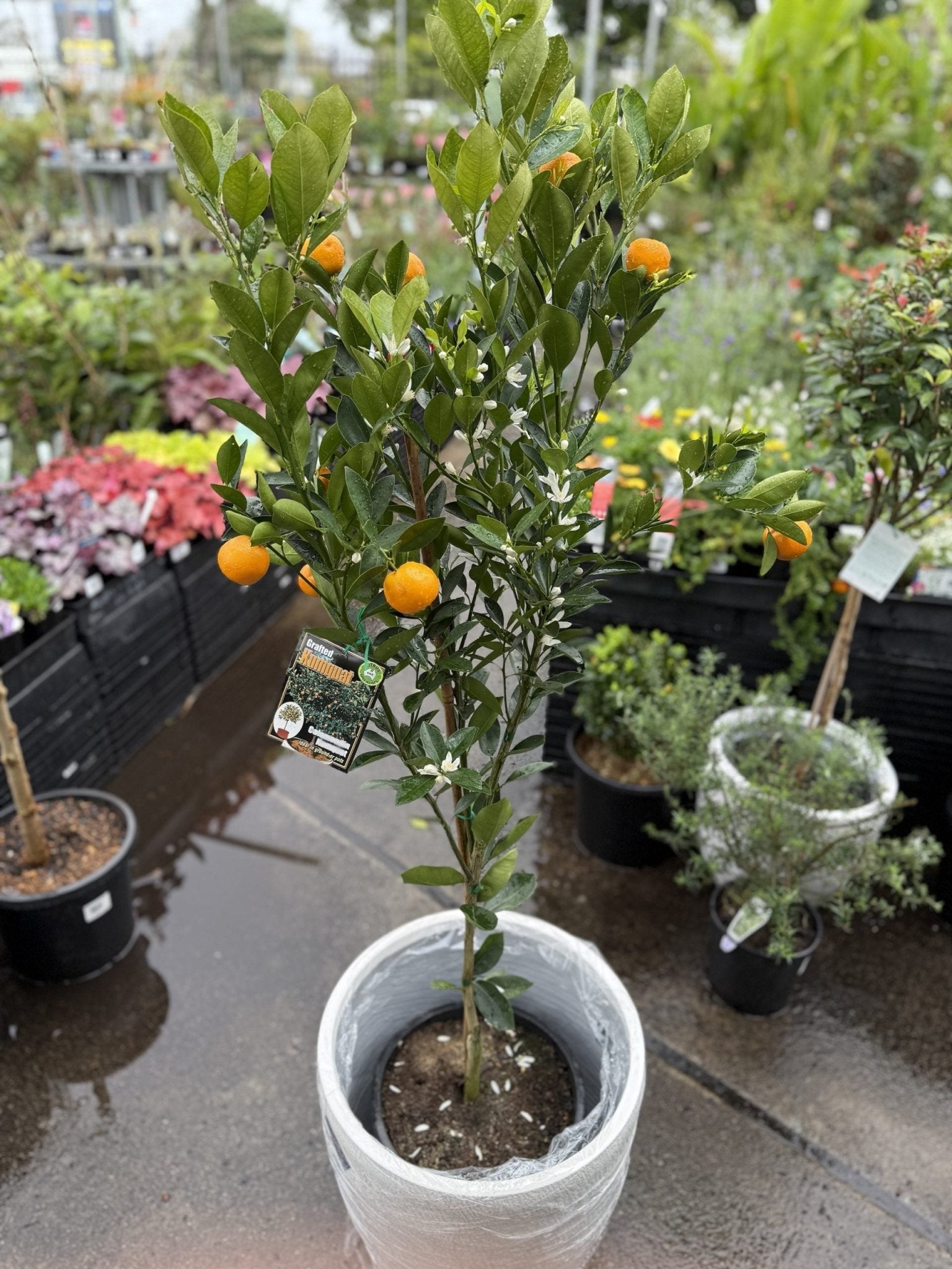 Cumquat Calamondin 300mm pot (Pickup Only) - Ladybird Nursery