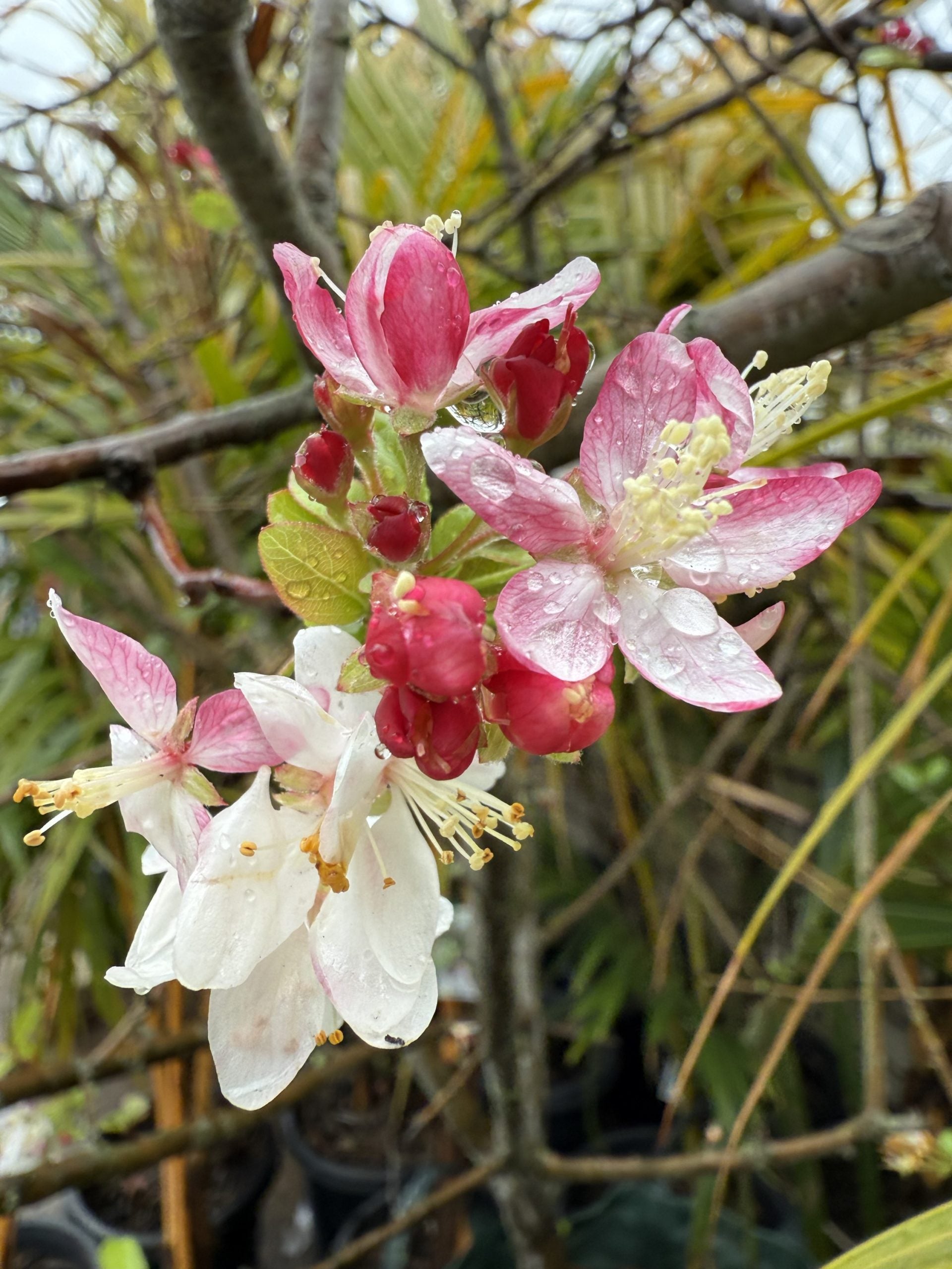 Crabapple Tree (Malus spp.) - Advanced