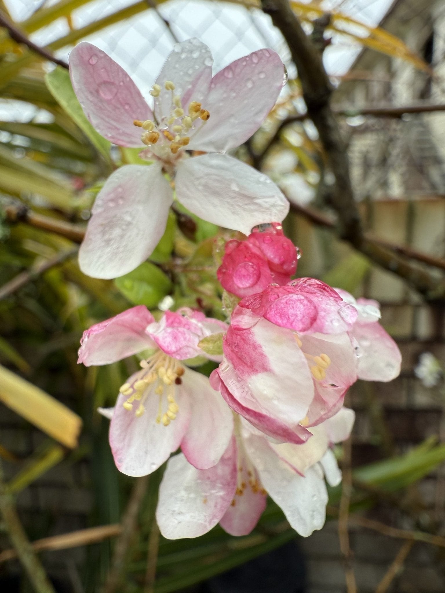 Crab Apple "Tom Matthews" Tree (Malus spp.) 300mm pot PICK UP ONLY - Ladybird Nursery