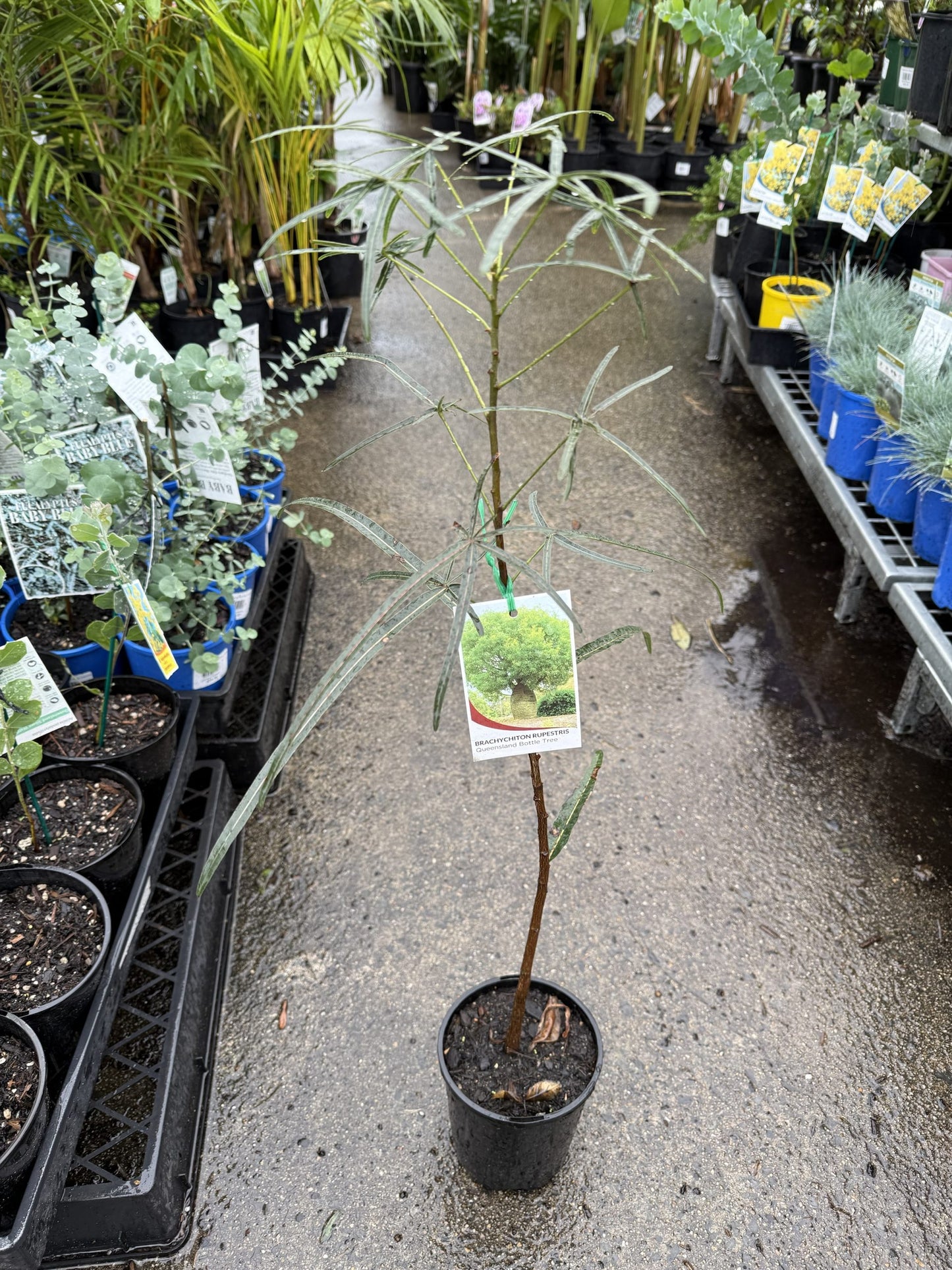 Queensland Bottle Tree (Brachychiton rupestris) 140mm Pot
