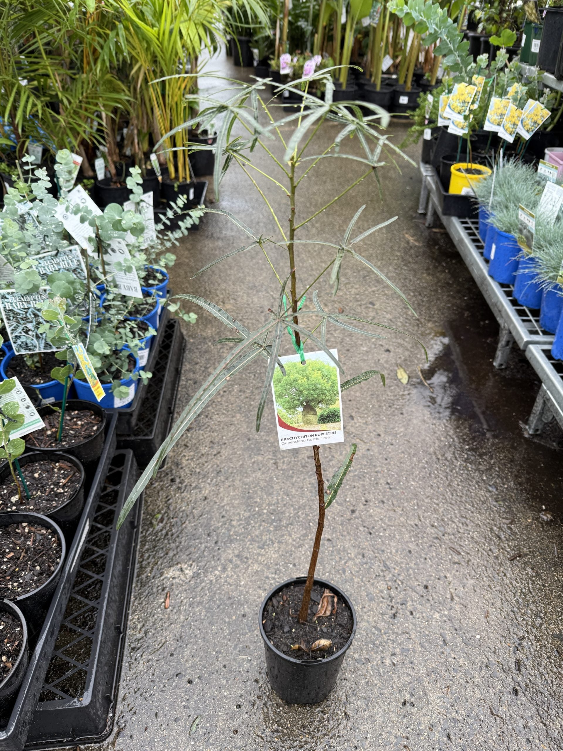 Queensland Bottle Tree (Brachychiton rupestris) 140mm Pot