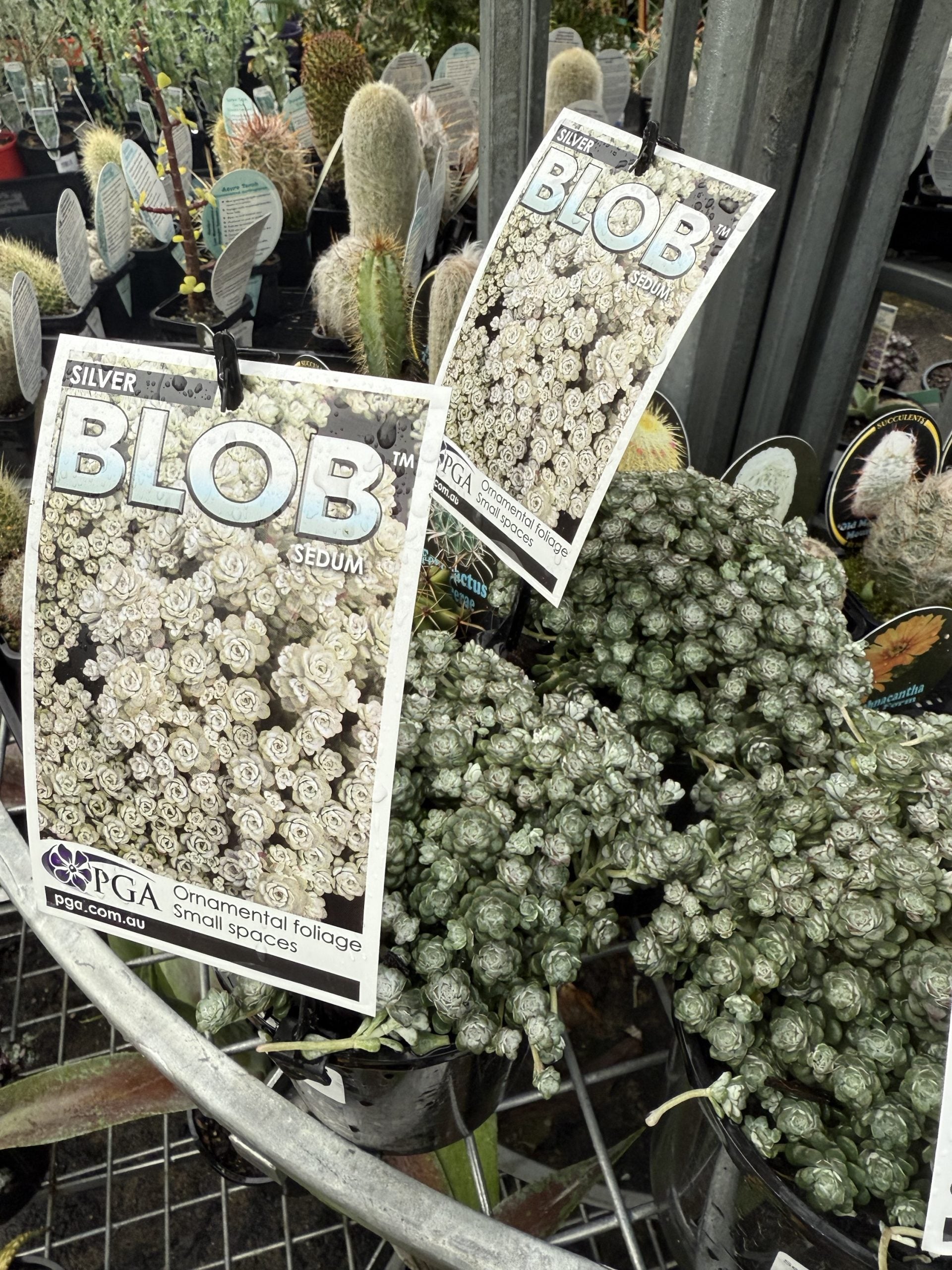 Sedum 'Silver Blob'