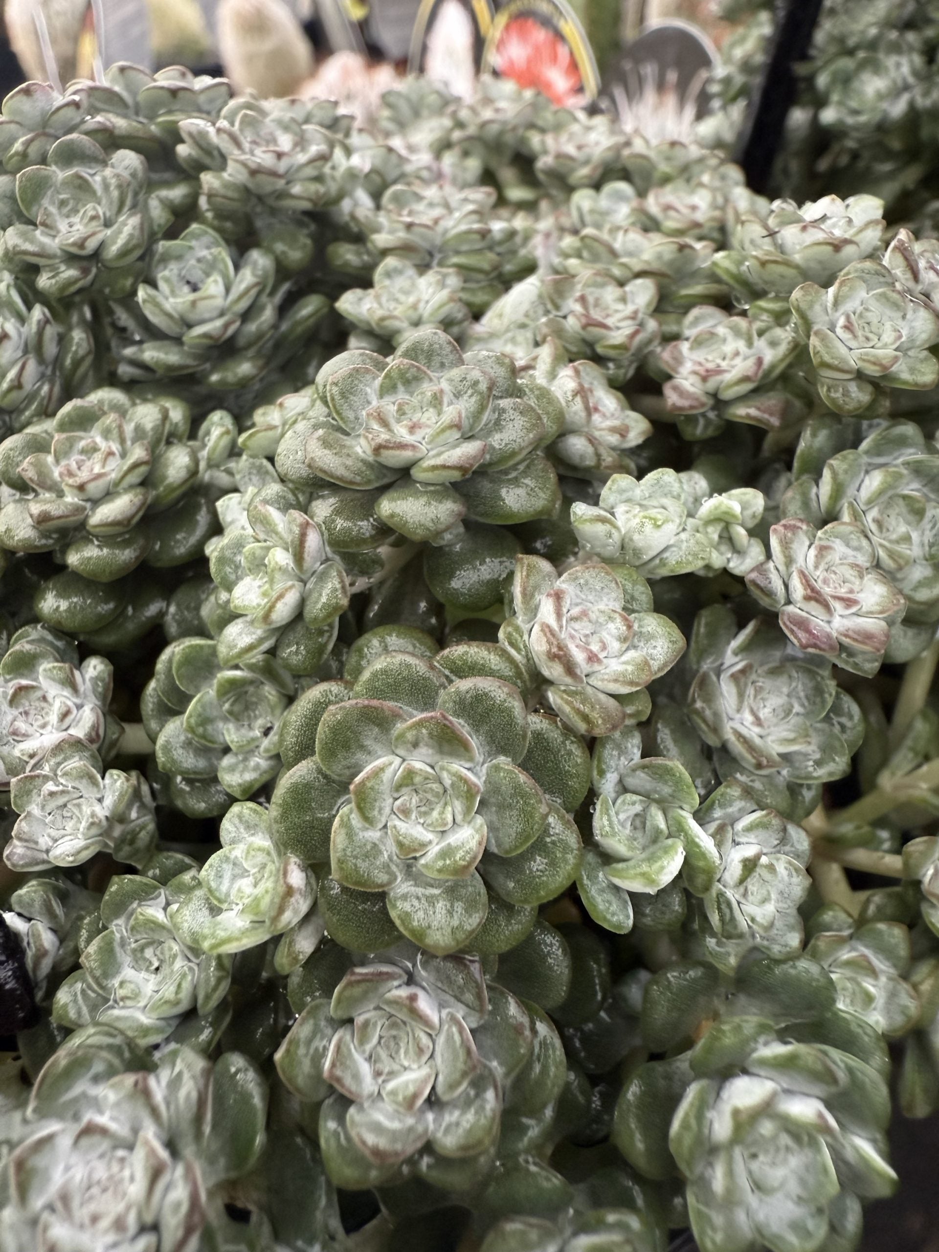 Sedum 'Silver Blob'