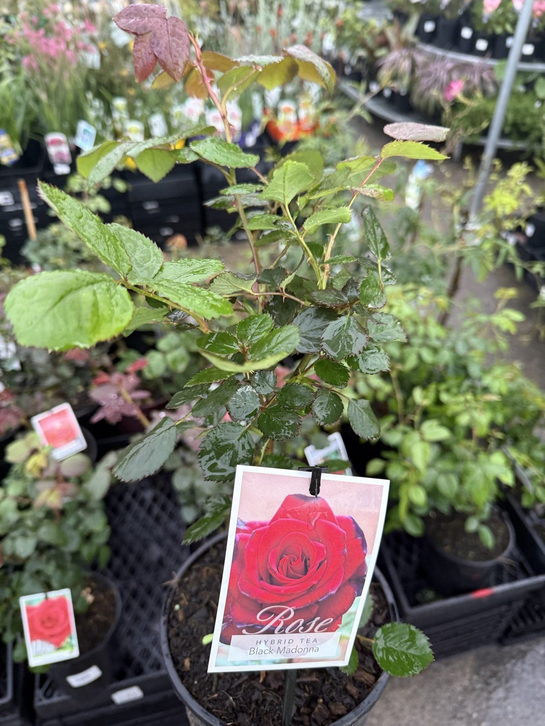 Rose 'Black Madonna' - Ladybird Nursery