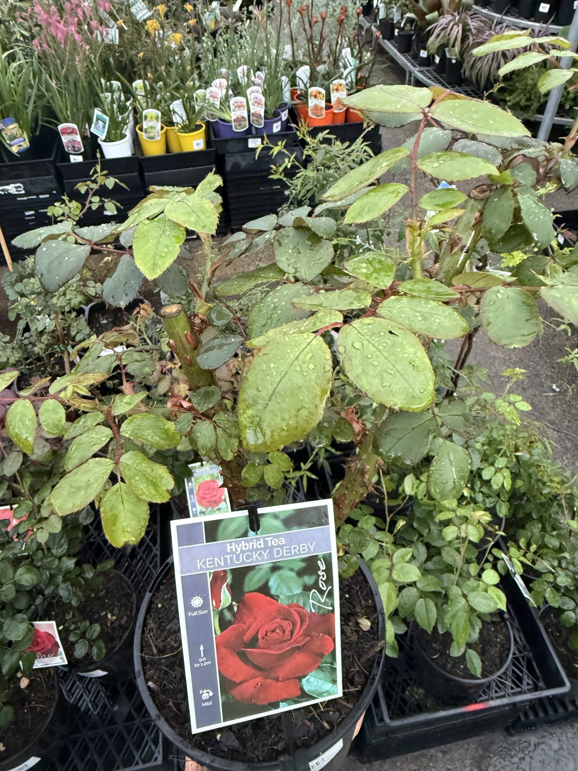 Rose 'Kentucky Derby'