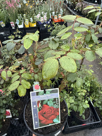 Rose 'Kentucky Derby'