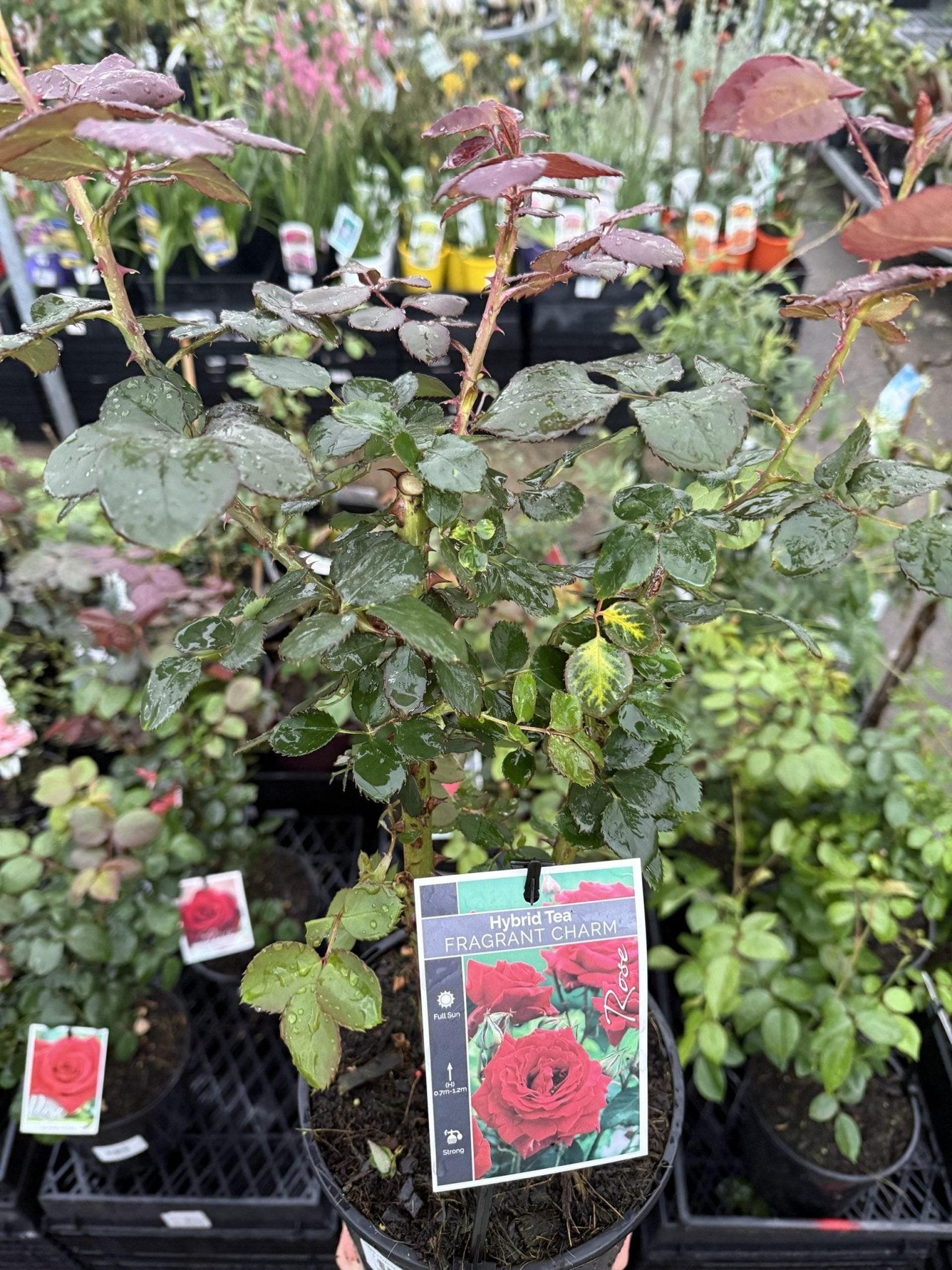 Rose 'Fragrant Charm' - Ladybird Nursery