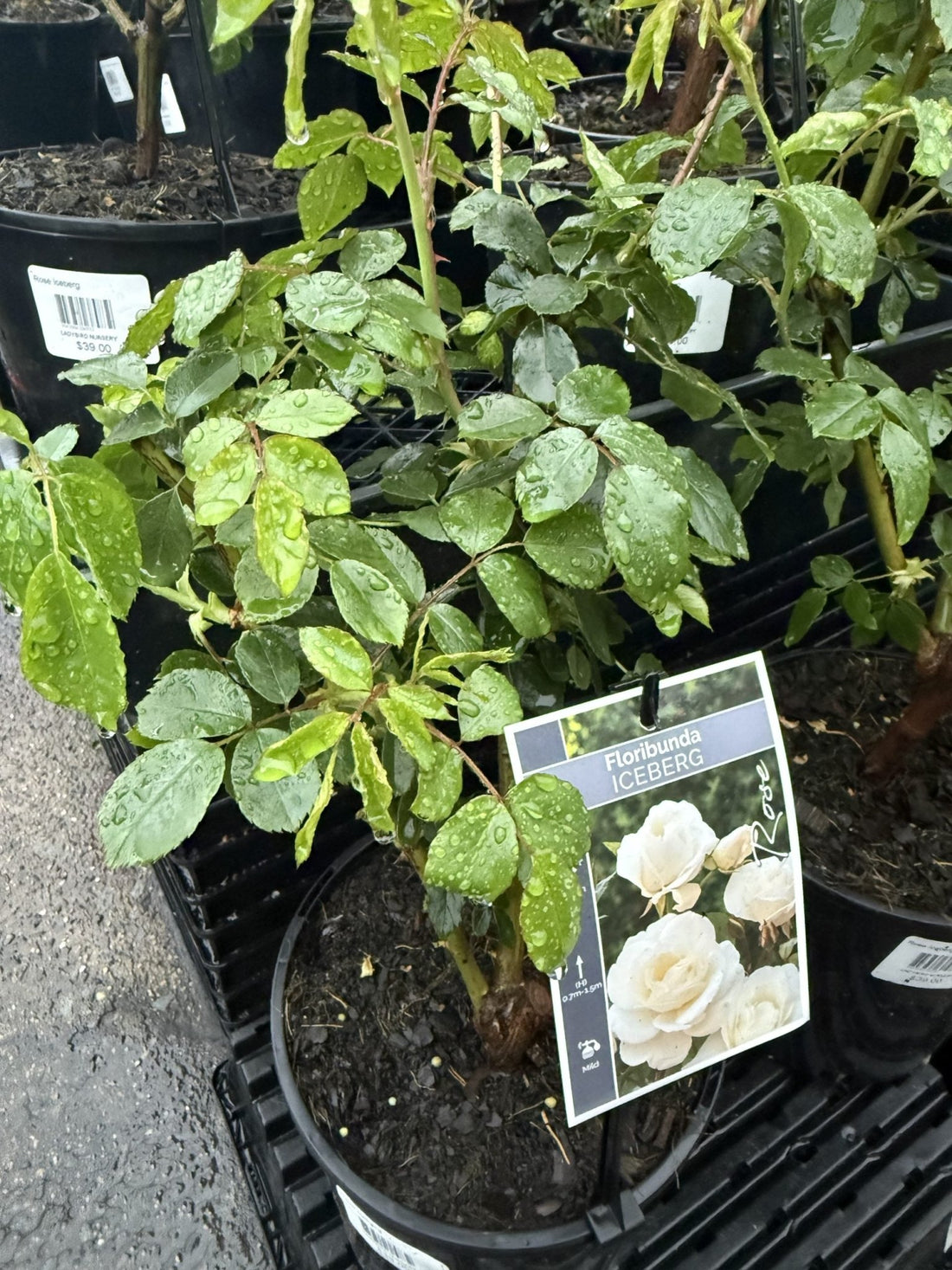 Rose 'Iceberg' - Ladybird Nursery