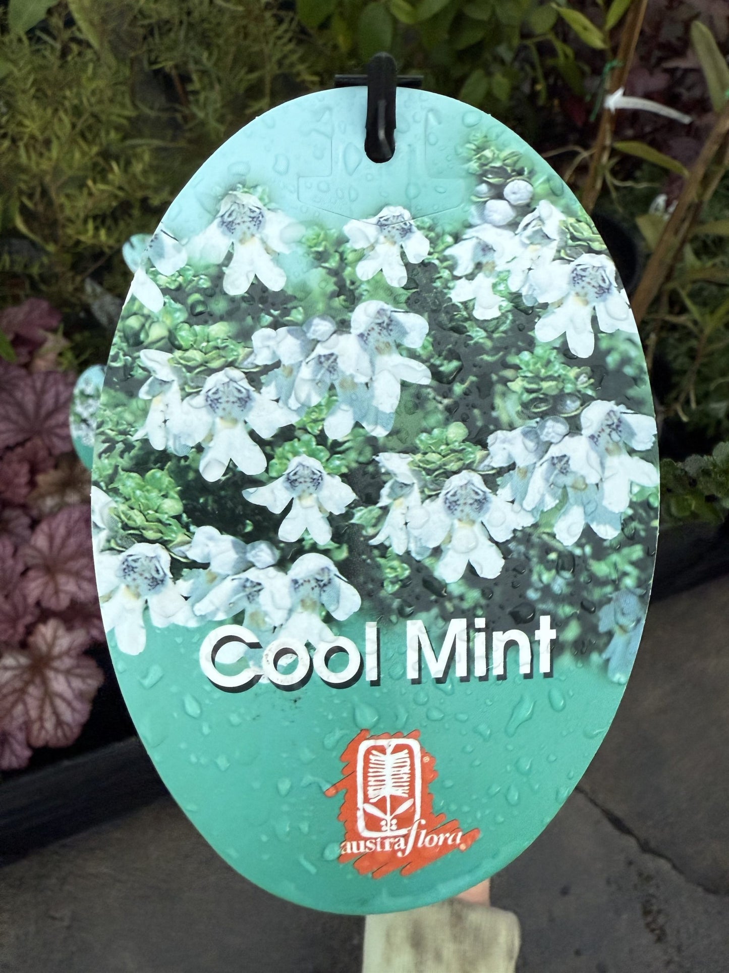 Mint Bush 'Cool Mint™' (Prostanthera cuneatus)