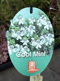Mint Bush 'Cool Mint™' (Prostanthera cuneatus)