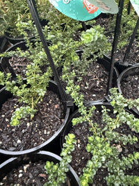 Mint Bush 'Cool Mint™' (Prostanthera cuneatus)