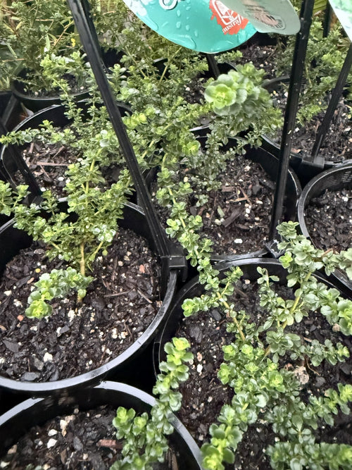 Mint Bush 'Cool Mint™' (Prostanthera cuneatus) - Ladybird Nursery