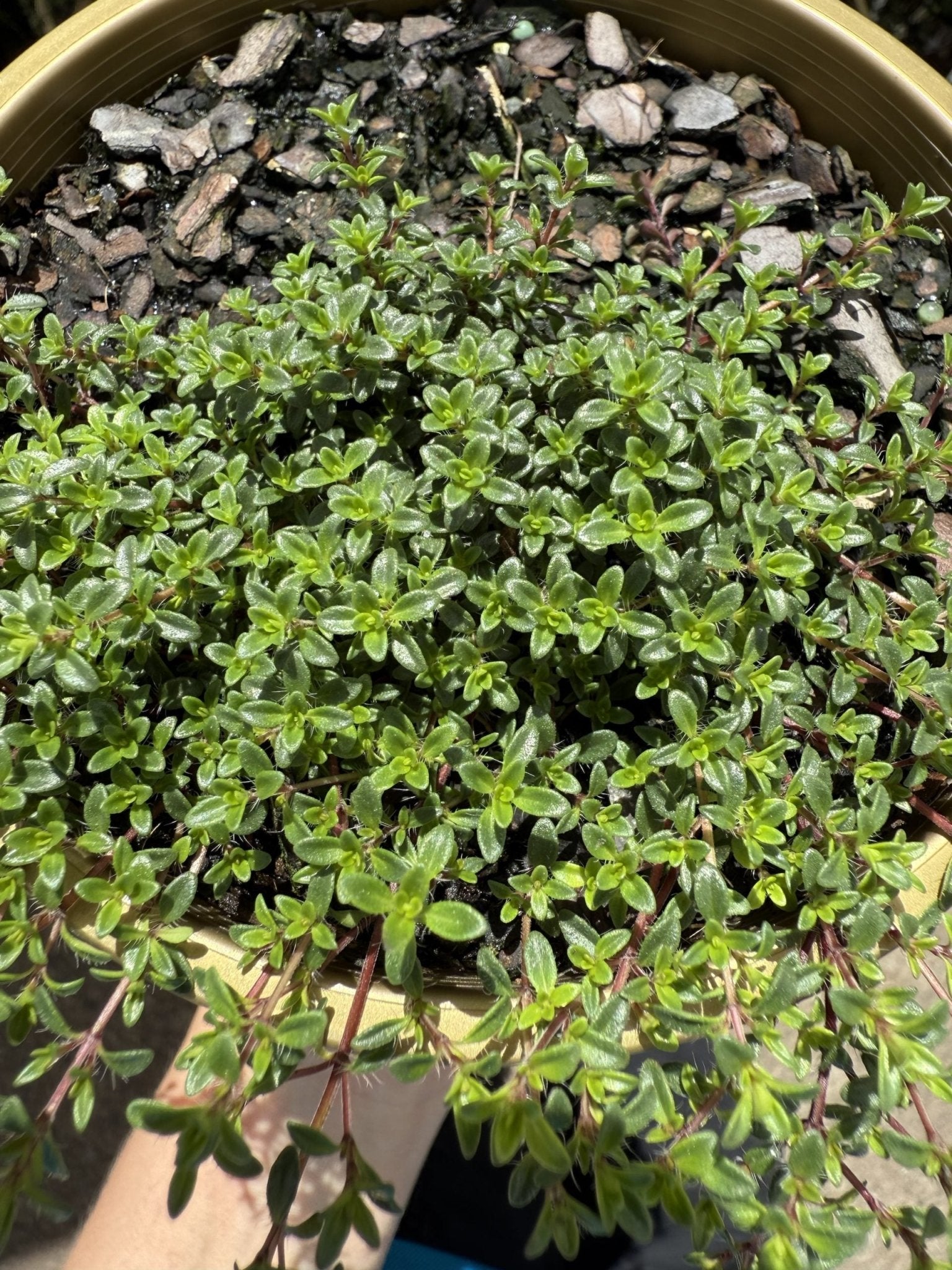 Thyme 'Creeping' (Thymus praecox) - Ladybird Nursery