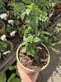 Mushroom Herb (Rungia klossii)