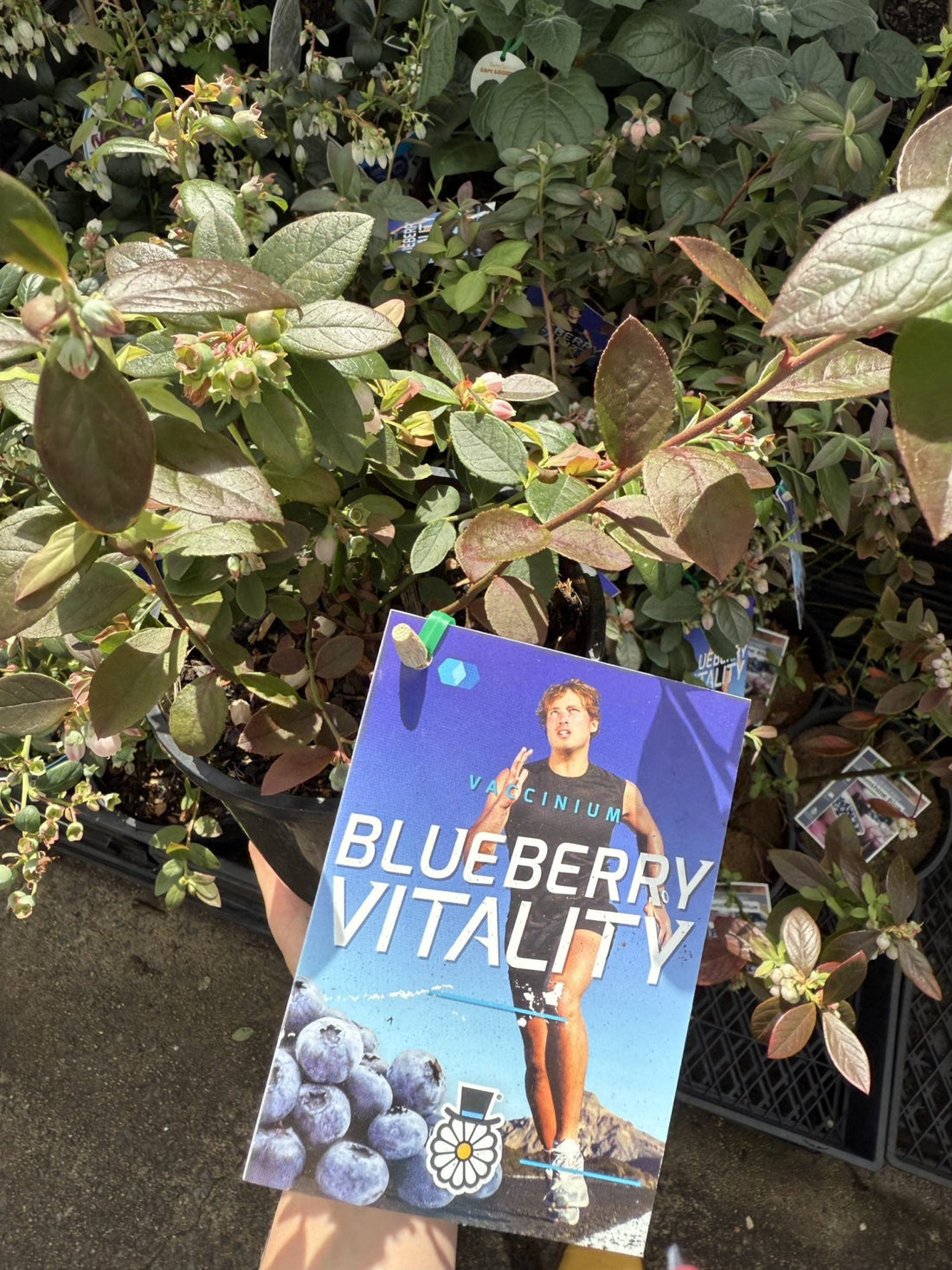 Blueberry 'Vitality' - Ladybird Nursery