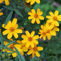 Mexican Marigold (Tagetes lemmonii)