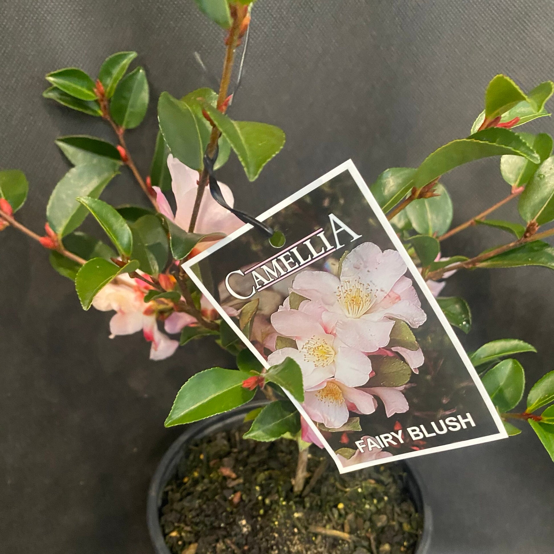 Camellia Fairy Blush (Camellia)