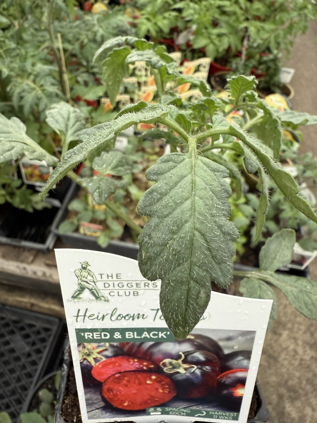 Tomato 'Black and Red' - Ladybird Nursery