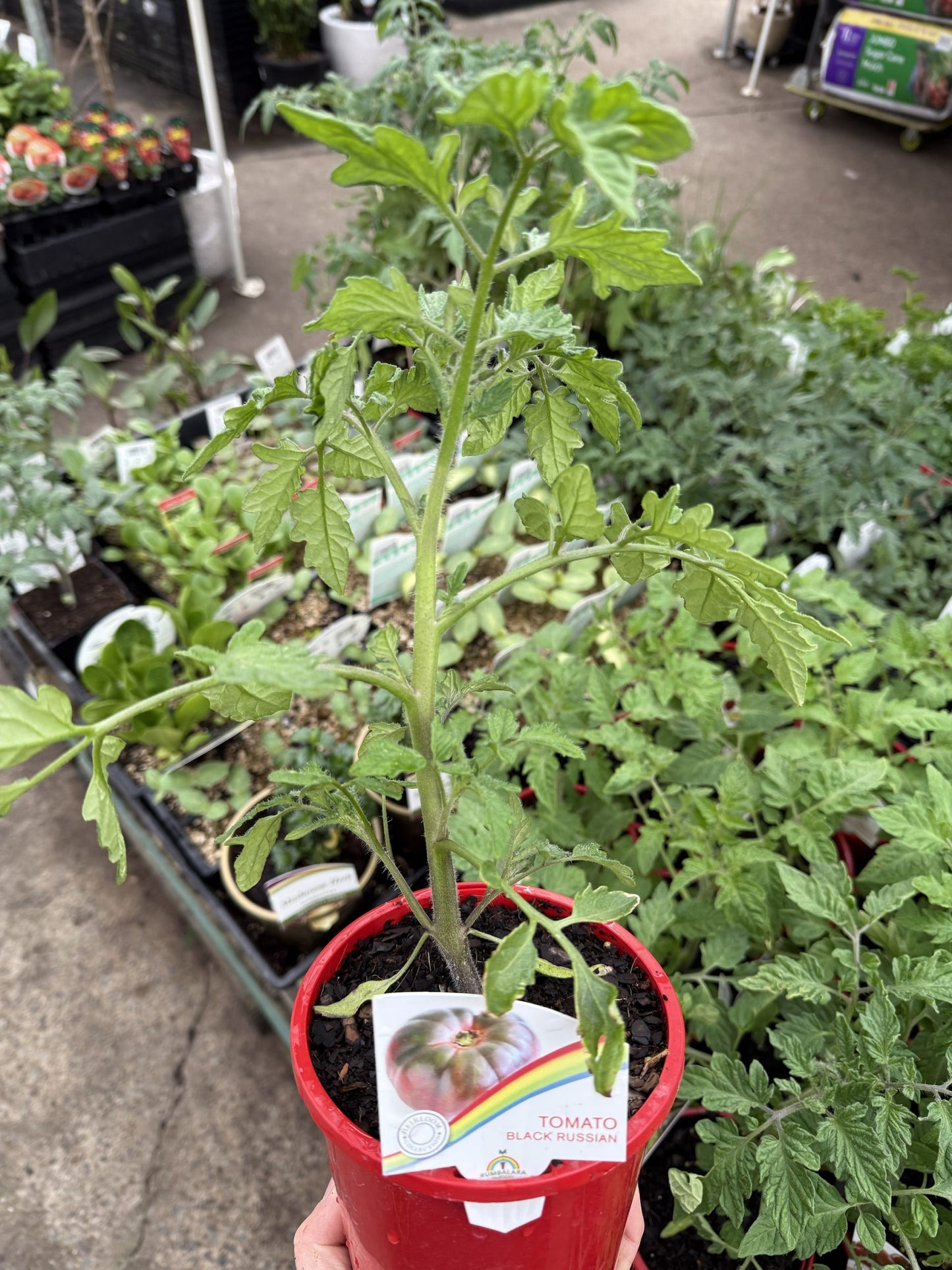 Tomato 'Black Russian'