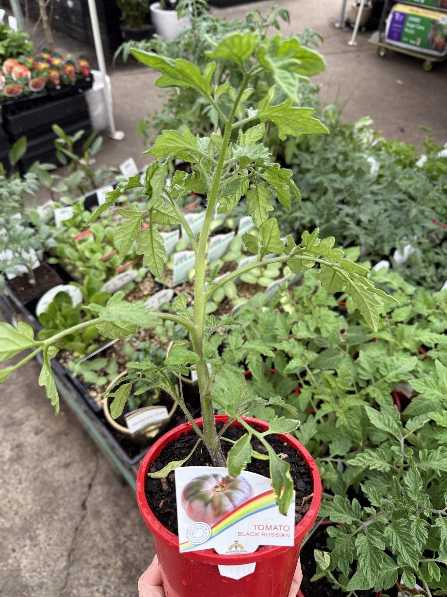 Tomato 'Black Russian' - Ladybird Nursery