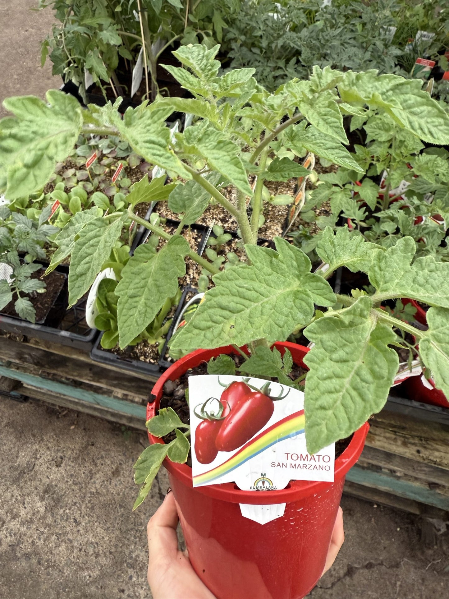 Tomato 'San Marzano'