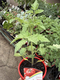 Tomato 'Beefsteak'