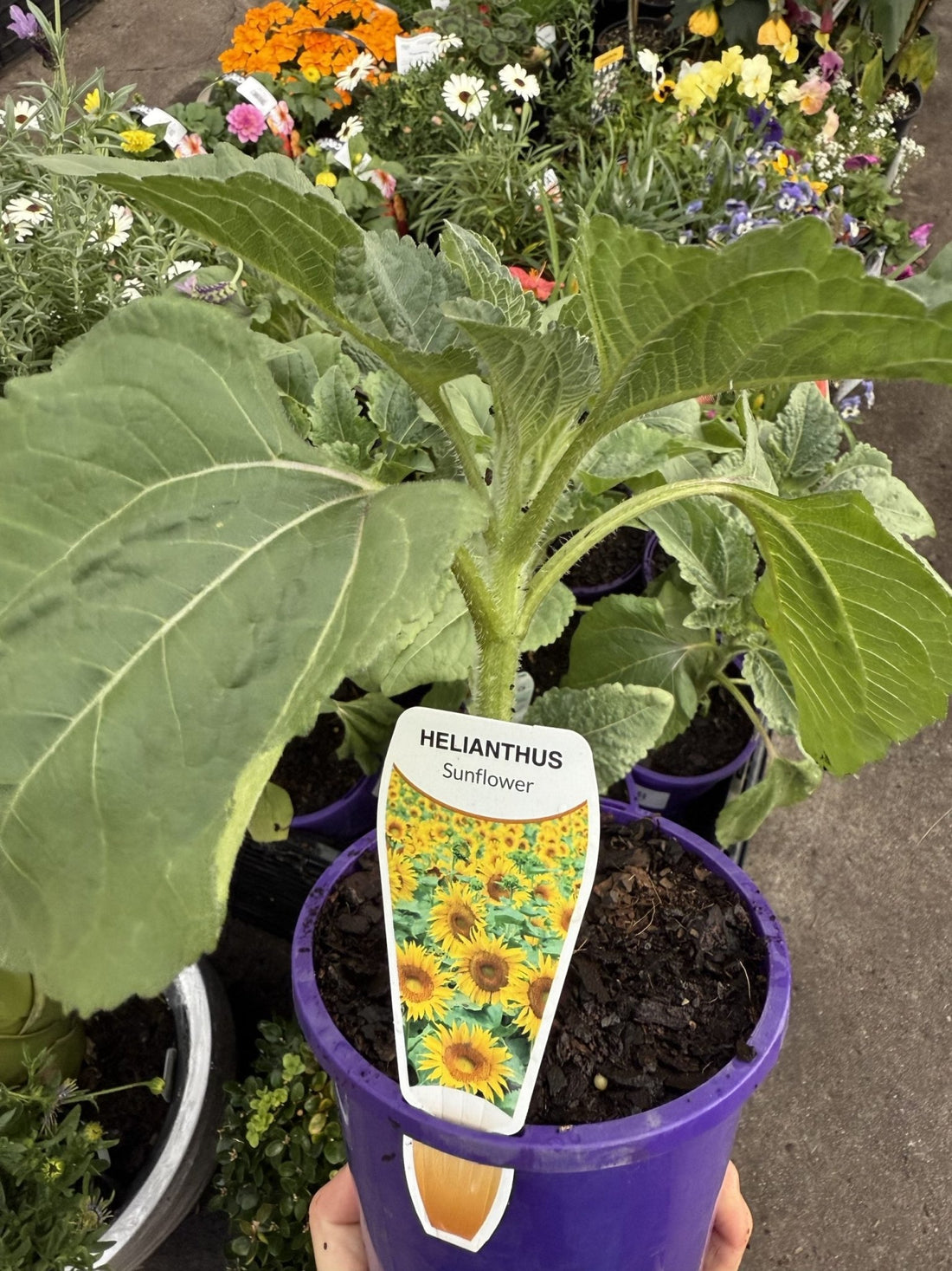 Sunflower 'Helianthus' - Ladybird Nursery