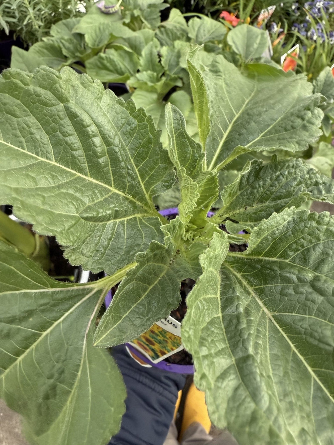 Sunflower 'Helianthus' - Ladybird Nursery