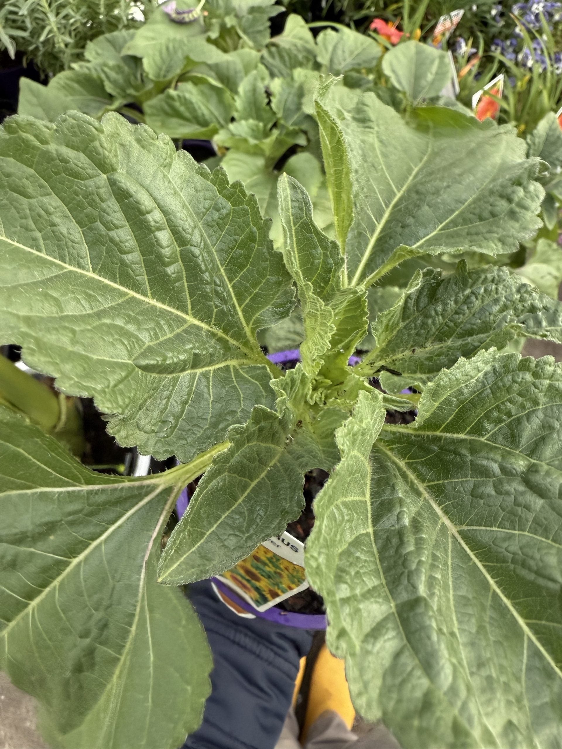 Sunflower 'Helianthus'