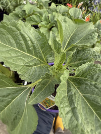 Sunflower 'Helianthus'