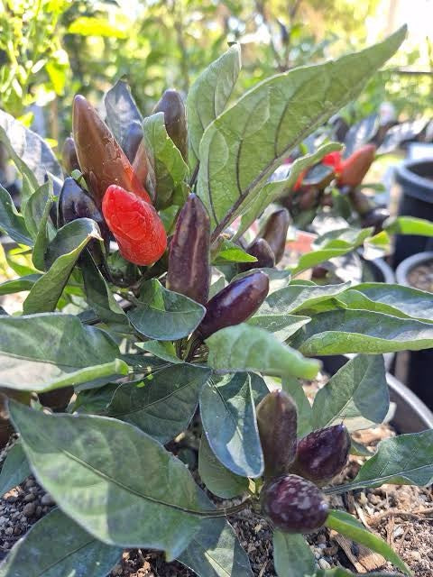 Chilli 'Ebony Fire'