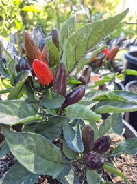 Chilli 'Ebony Fire'