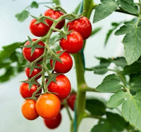 Tomato 'Cherry’