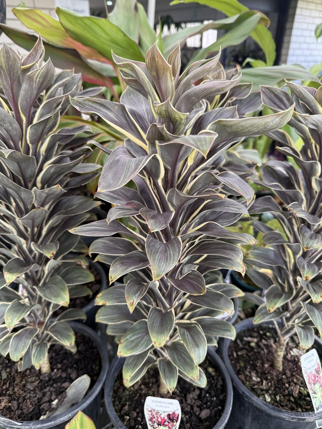 Cordyline 'Compacta Coffee' - Ladybird Nursery
