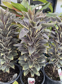 Cordyline 'Compacta Coffee'