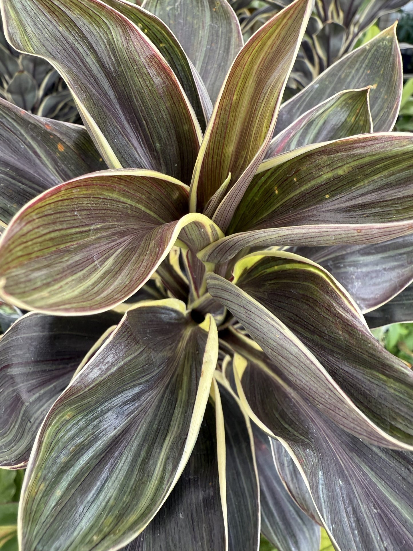 Cordyline 'Compacta Coffee'