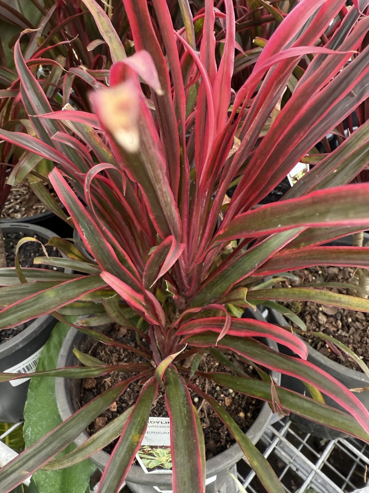 Cordyline 'Americana' - Ladybird Nursery