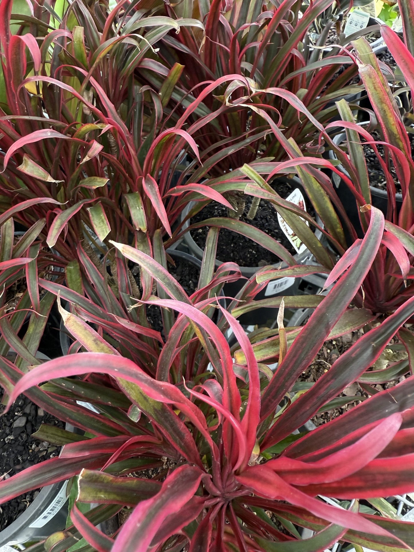 Cordyline 'Americana'