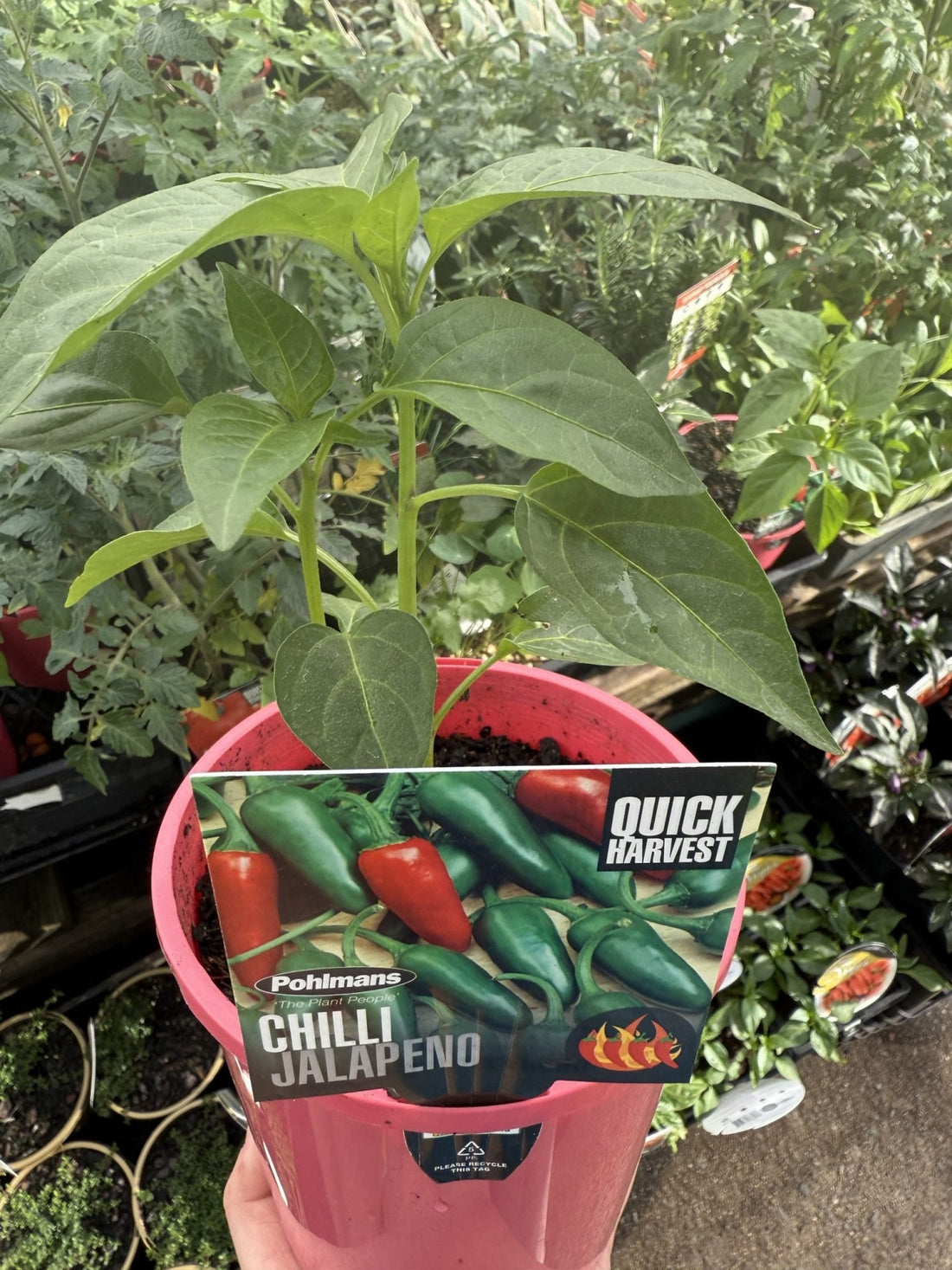 Chilli 'Jalapeno' - Ladybird Nursery