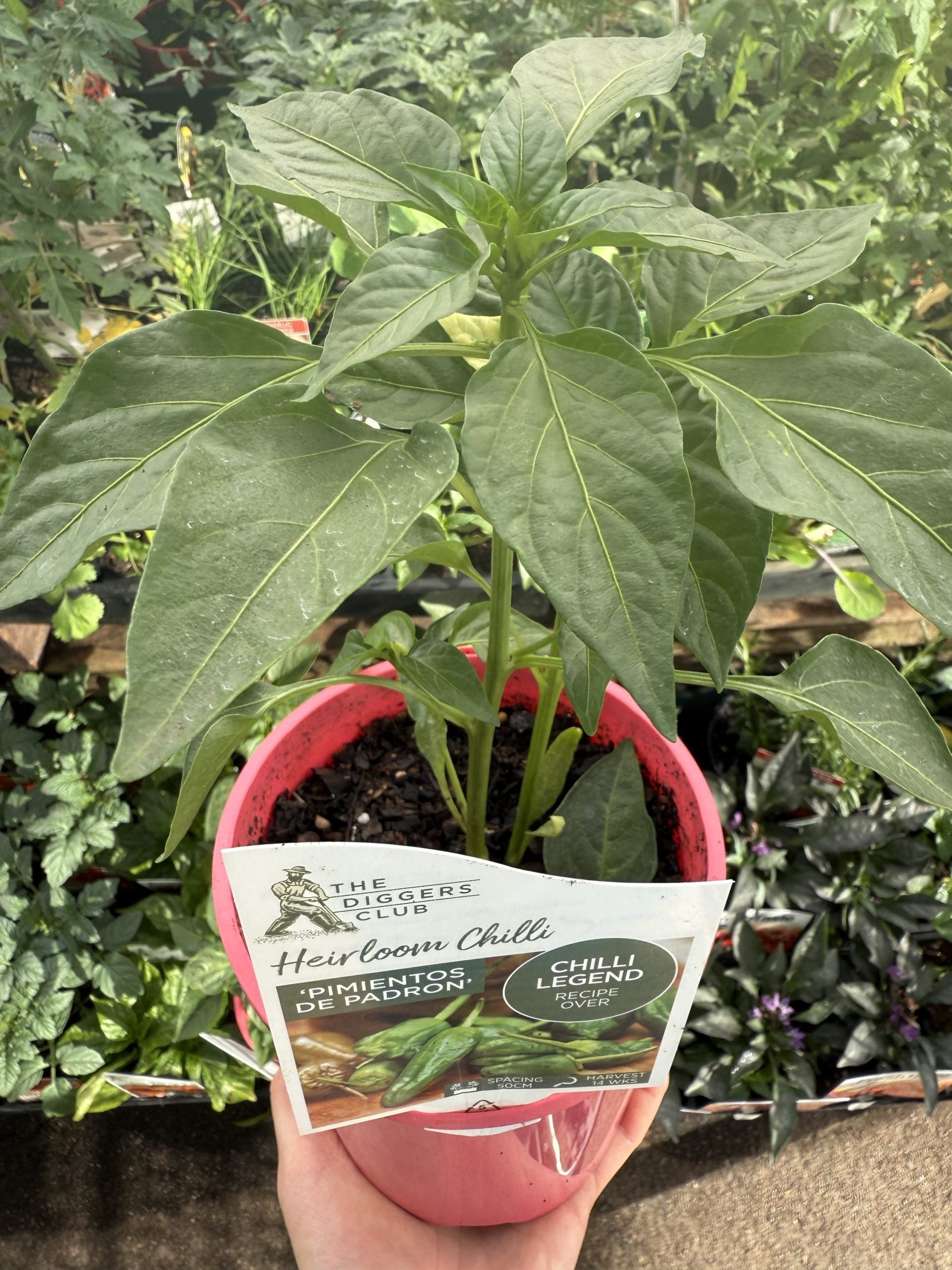 Chilli 'Pimientos De Padron'