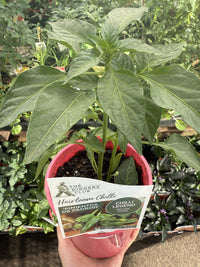 Chilli 'Pimientos De Padron'