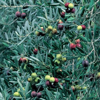 Olive 'Helena'