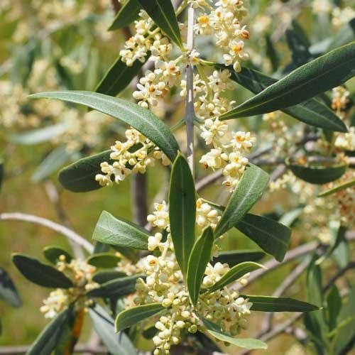 Olive 'Helena' - Advanced (PICK UP ONLY) - Ladybird Nursery