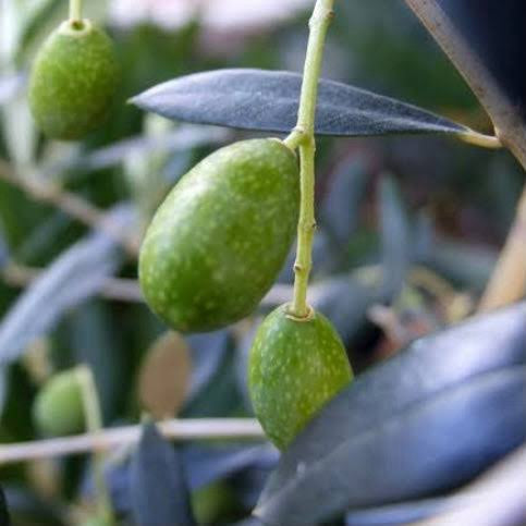 Olive 'Helena'