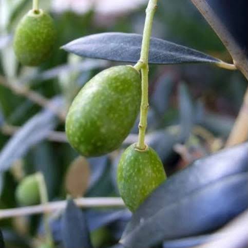 Olive 'Helena' - Advanced (PICK UP ONLY) - Ladybird Nursery