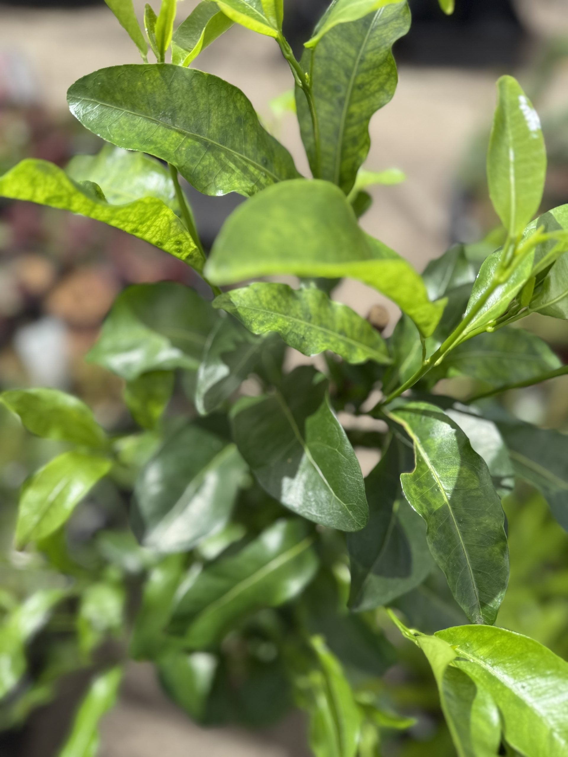 Fraser Island Apple 'Vista' - Advanced 45Ltr Bag **PICK UP ONLY**