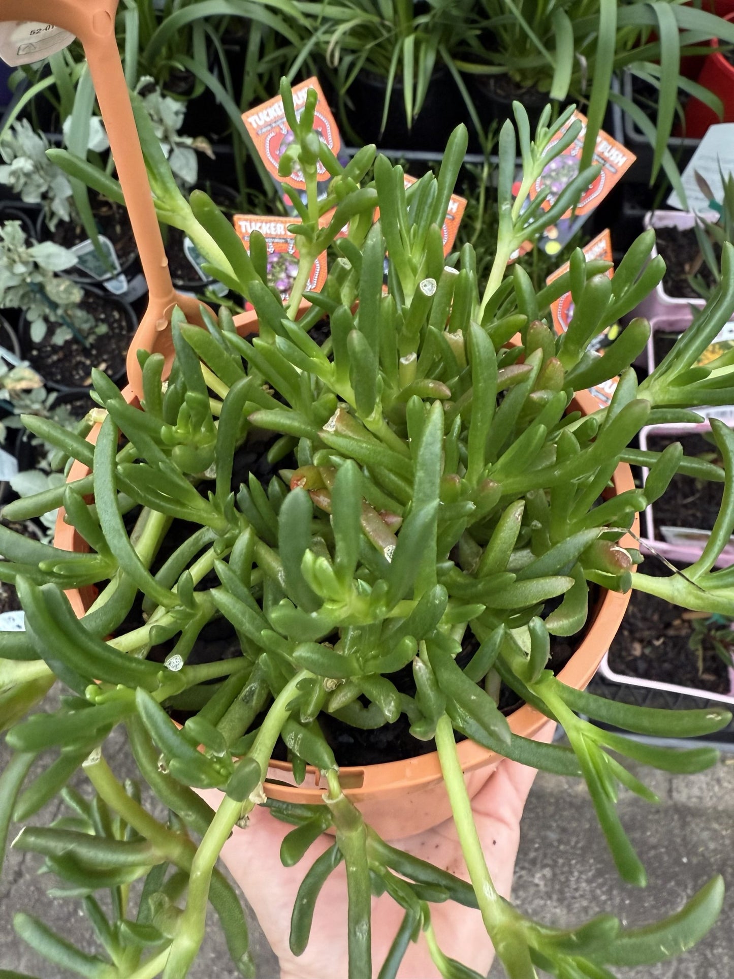 Round Baby Pigface (Disphyma crassifolium ssp. clavellatum)
