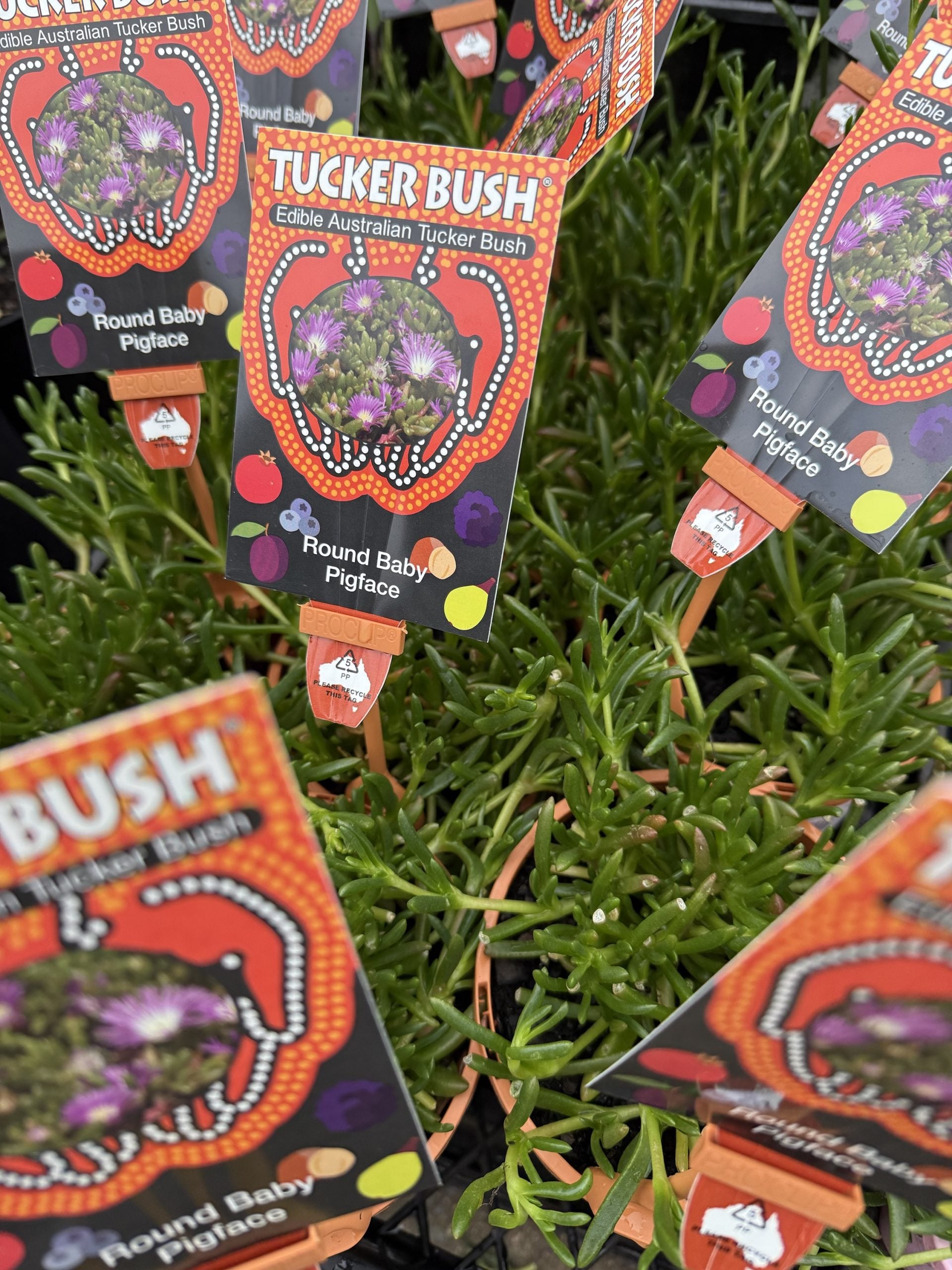 Round Baby Pigface (Disphyma crassifolium ssp. clavellatum)